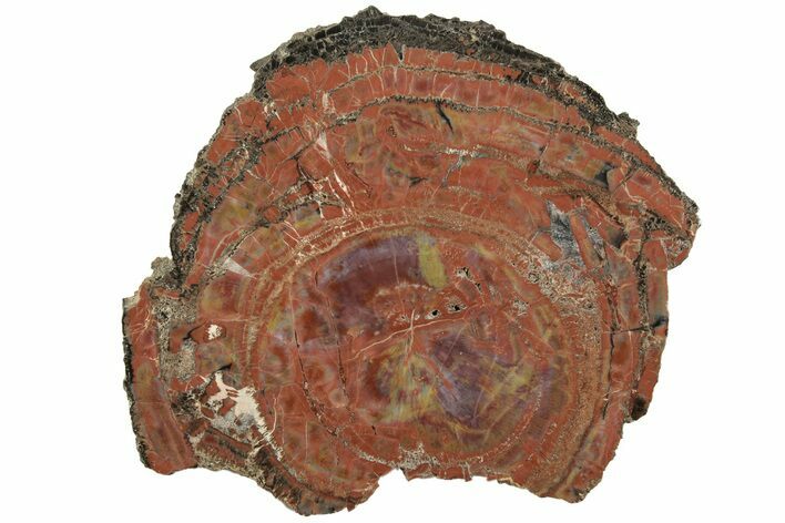 Polished, Petrified Wood (Araucarioxylon) Section - Arizona #207380